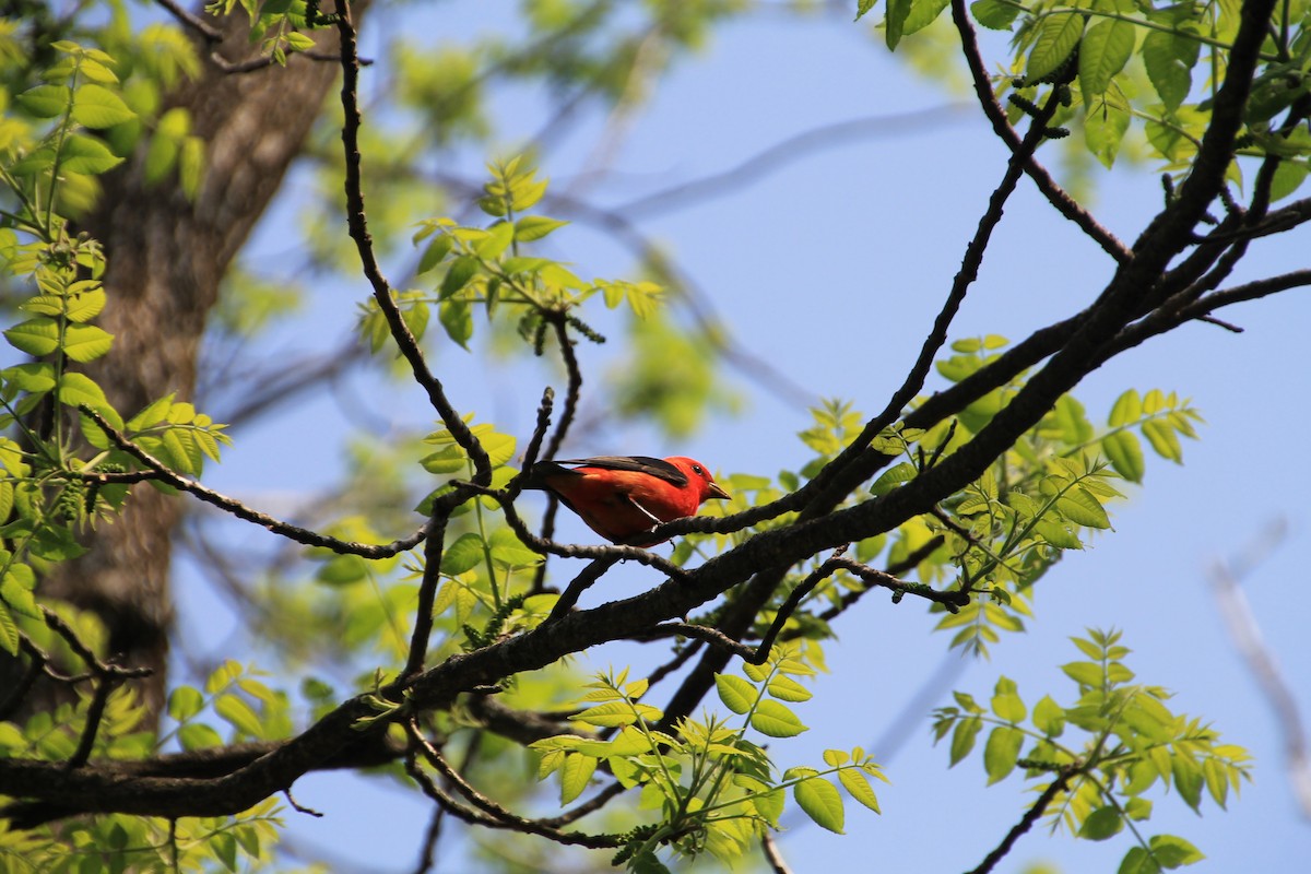 Scarlet Tanager - ML99981011