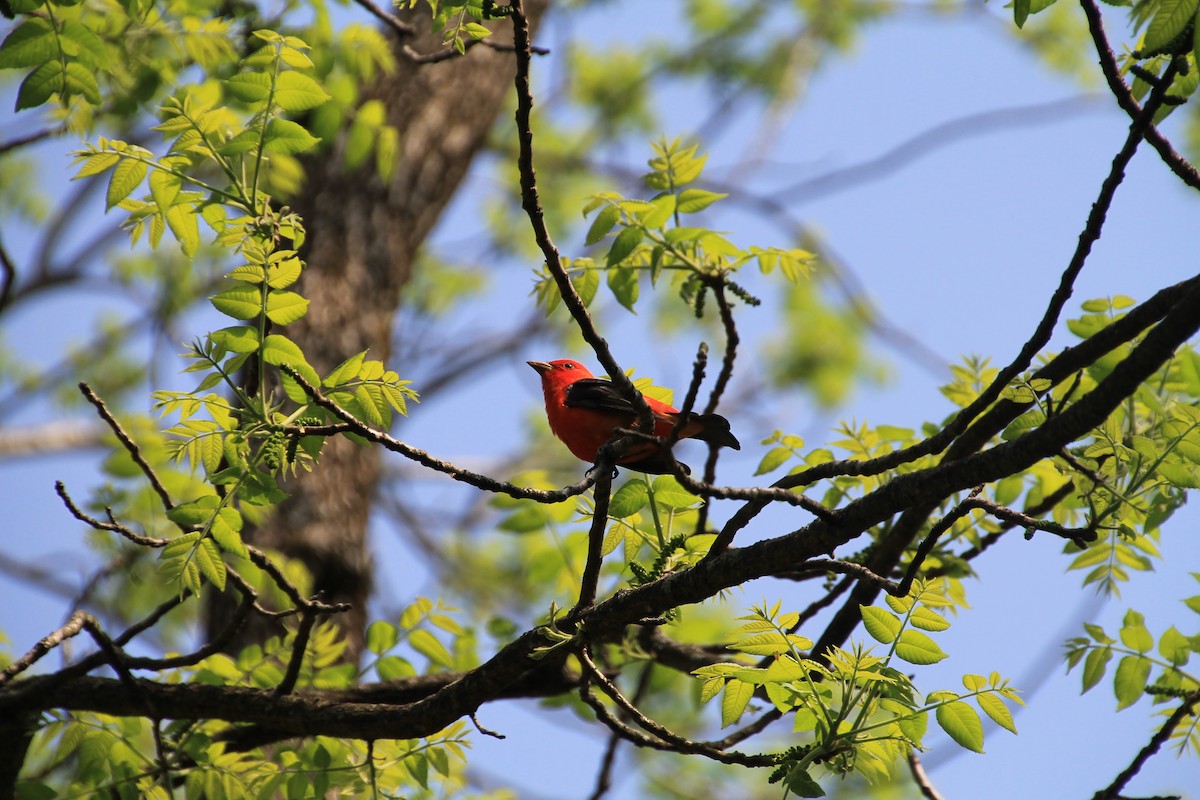 Scarlet Tanager - ML99981101