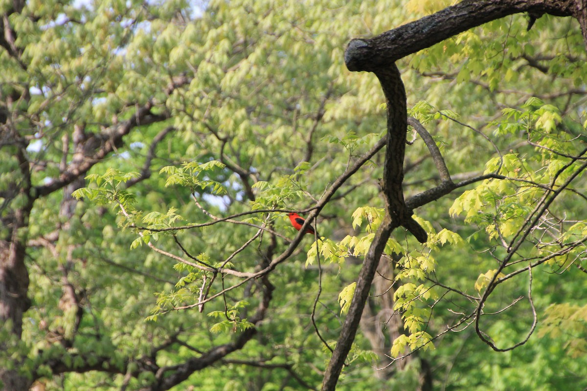 Scarlet Tanager - ML99981411