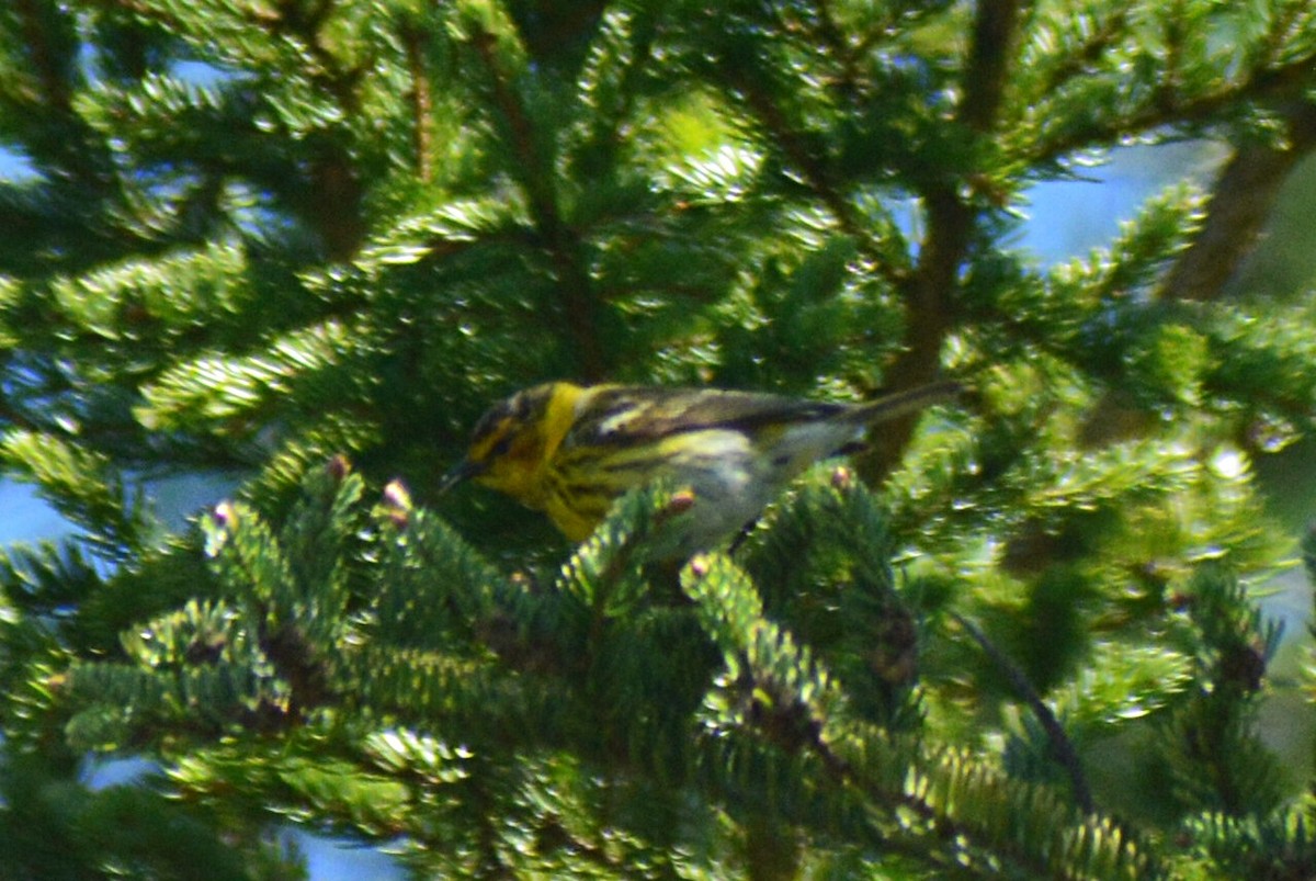 Cape May Warbler - ML99981441