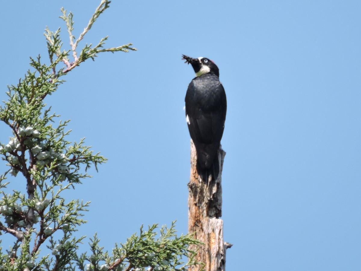 Acorn Woodpecker - ML99982411