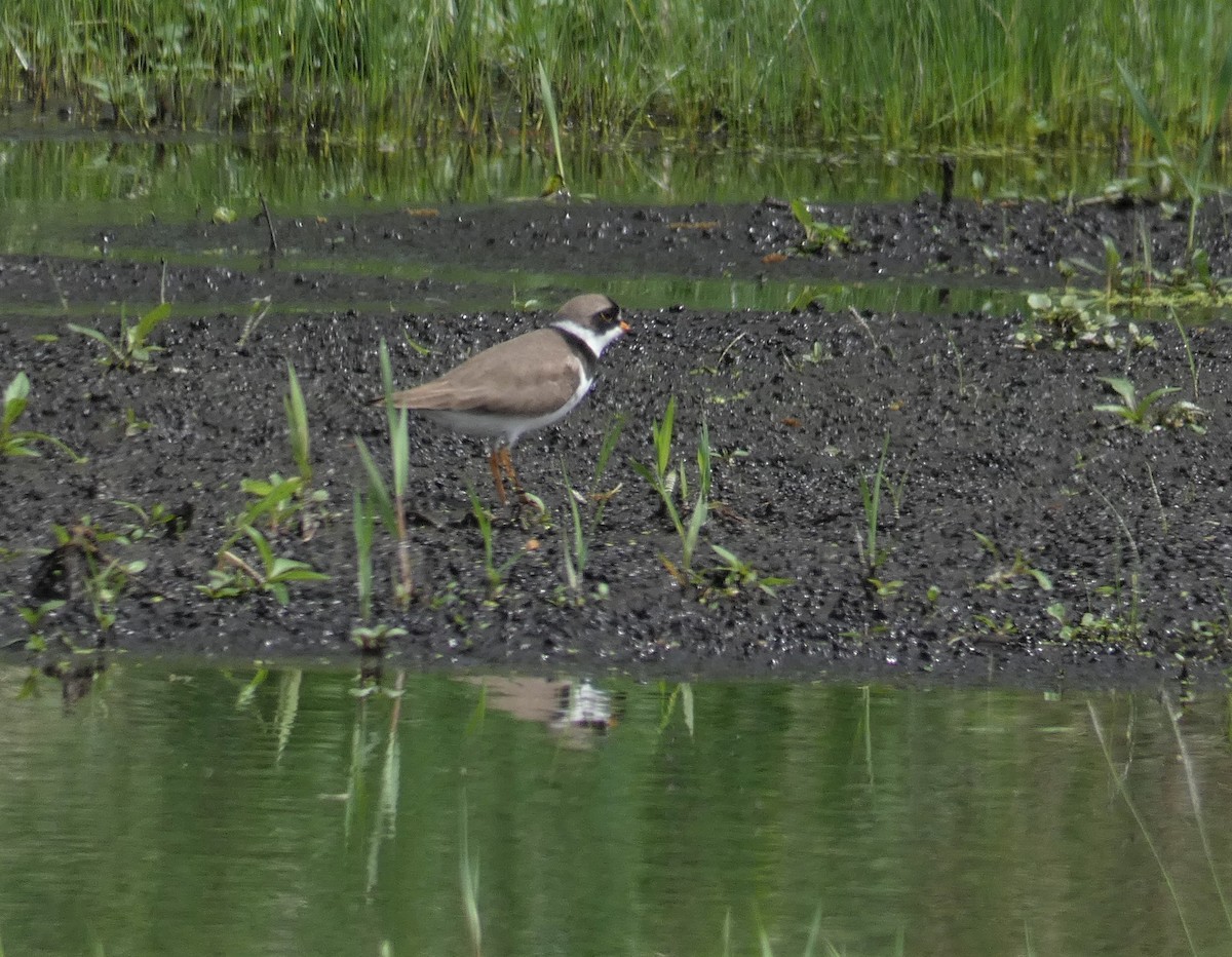 Semipalmated Plover - Larry Theller