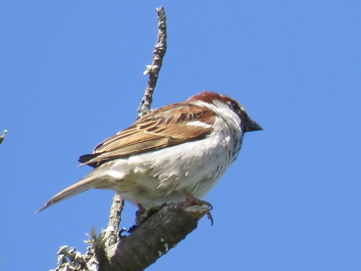 House Sparrow - ML99985041