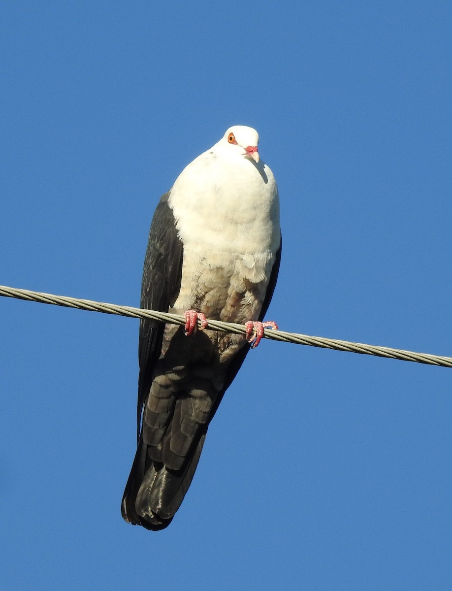 White-headed Pigeon - ML99989741