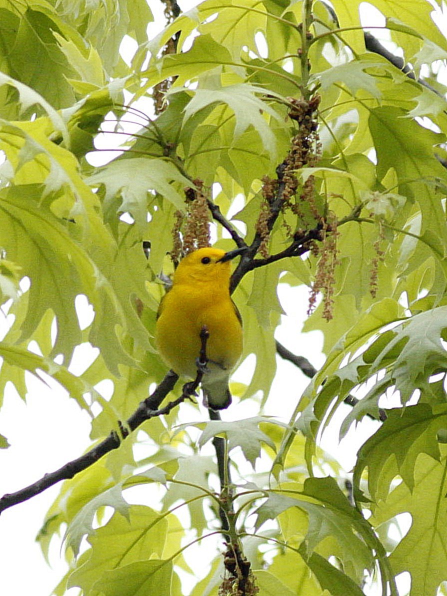 Prothonotary Warbler - ML99991391