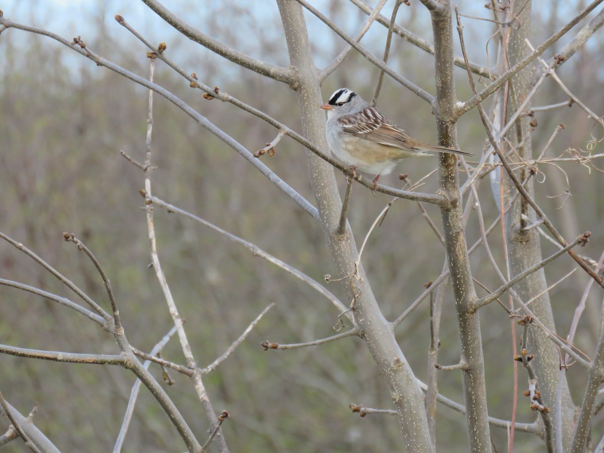 White-crowned Sparrow - Mary Trombley