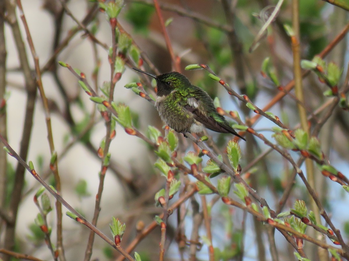 Ruby-throated Hummingbird - Mary Trombley