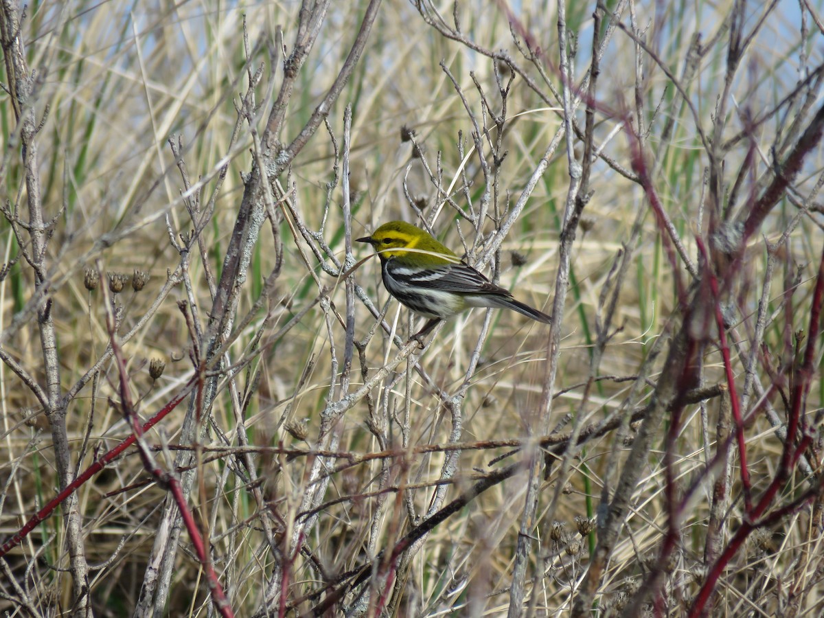 Black-throated Green Warbler - Mary Trombley