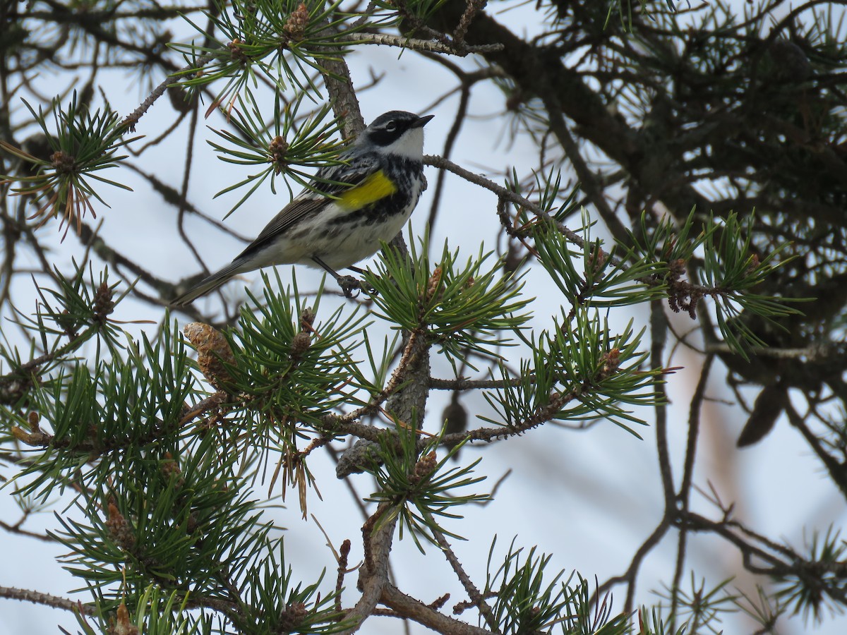 Yellow-rumped Warbler (Myrtle) - Mary Trombley