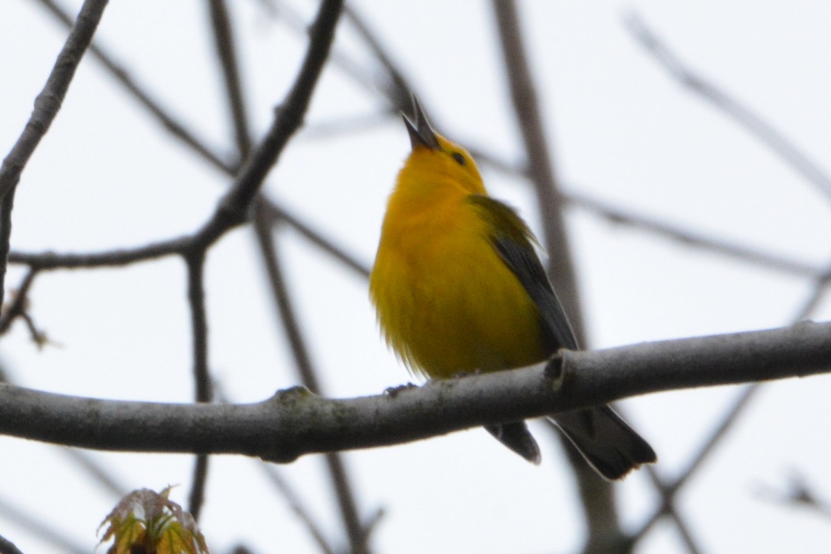 Prothonotary Warbler - Sheila Craig