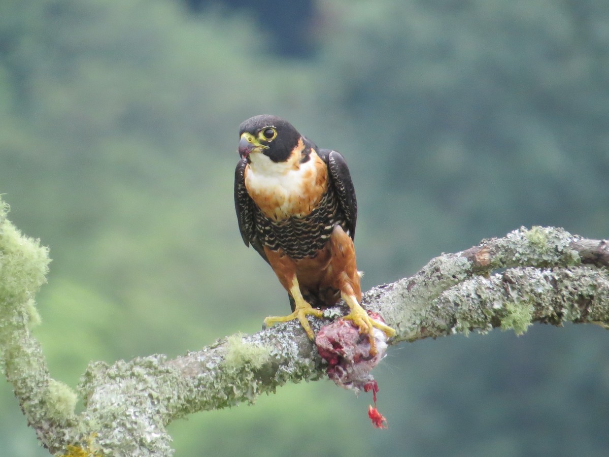 Orange-breasted Falcon - ML99995471
