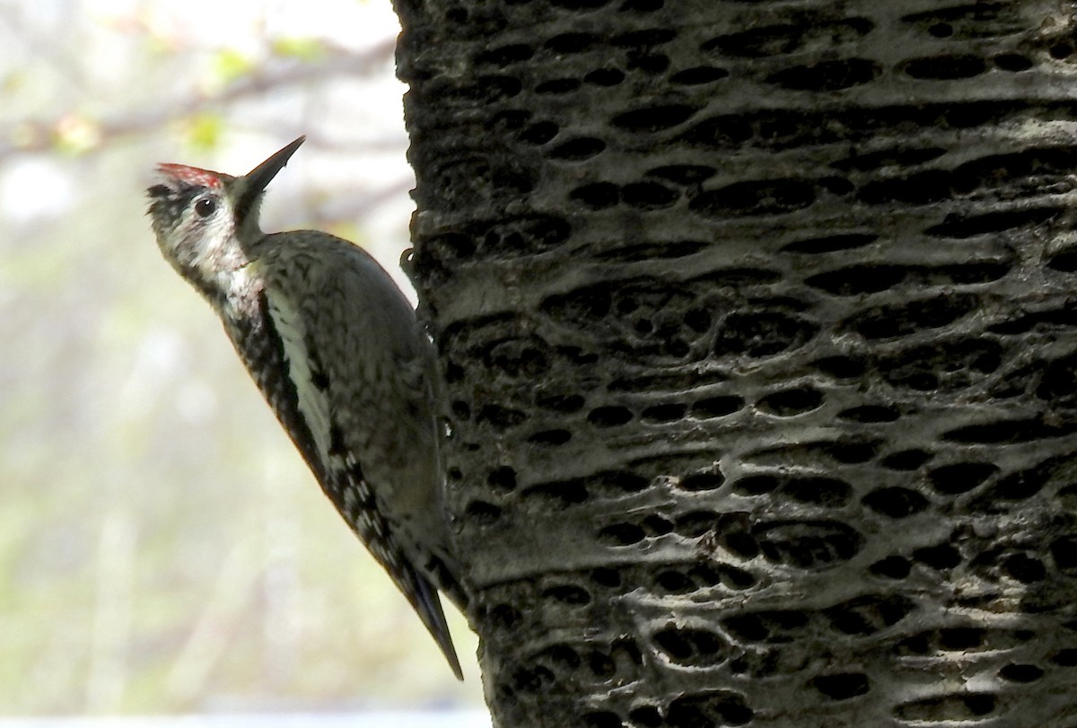 Yellow-bellied Sapsucker - ML100000351