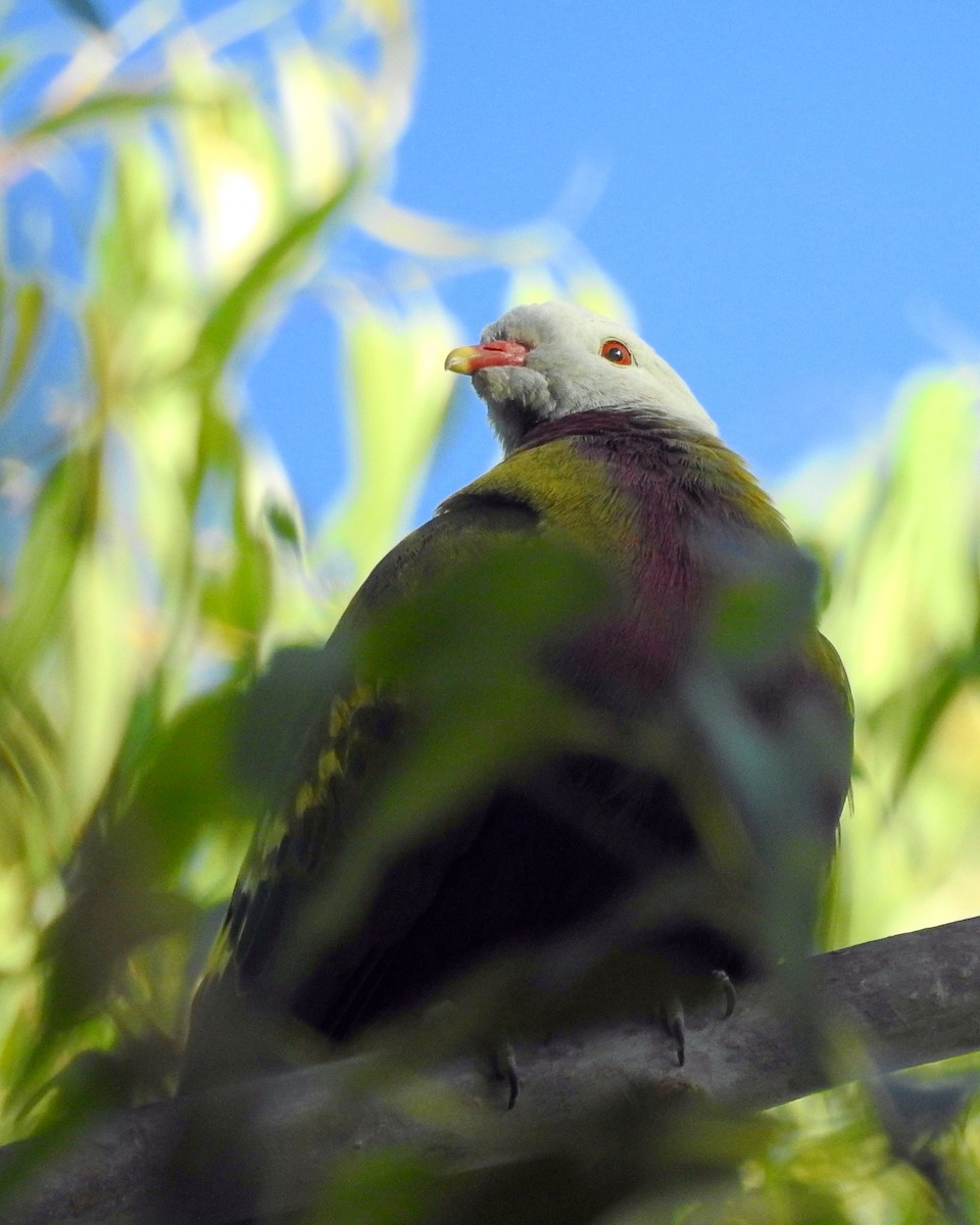 Wompoo Fruit-Dove - ML100001001