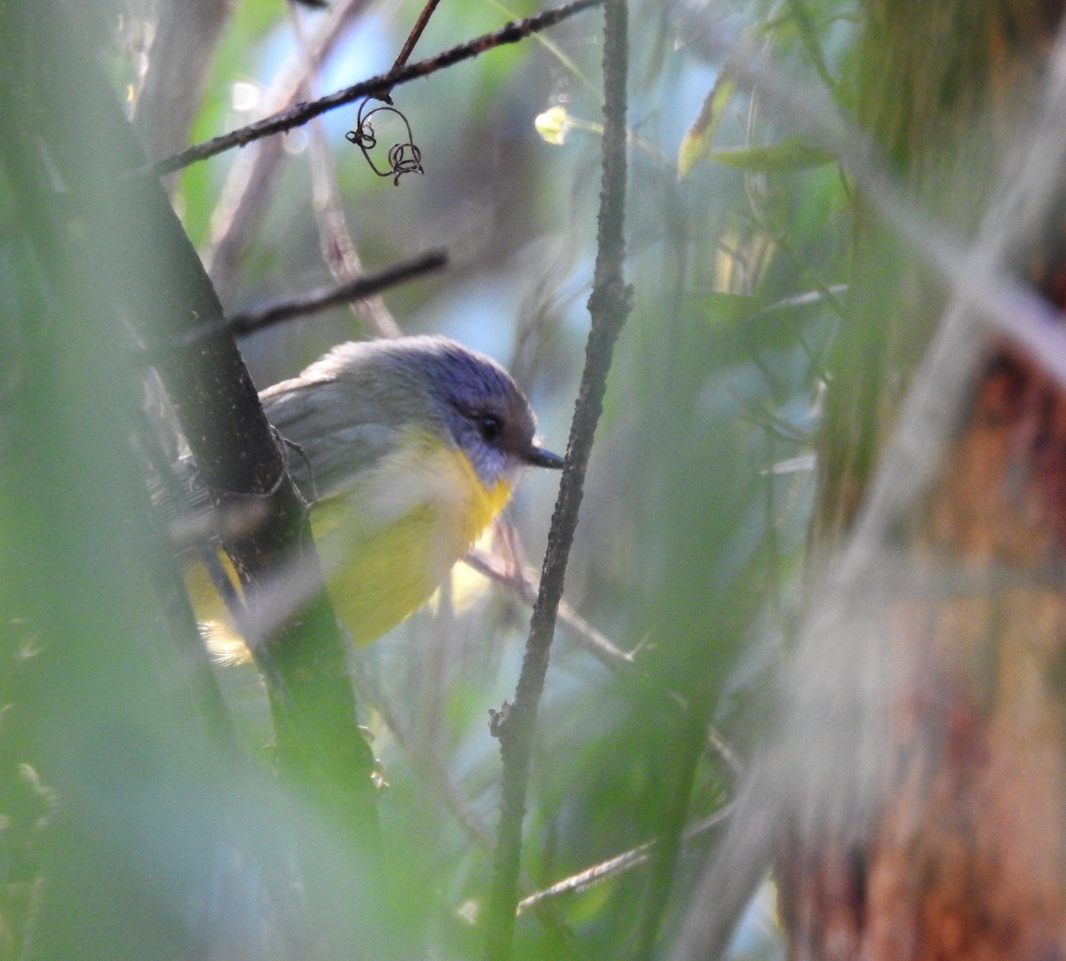 Eastern Yellow Robin - ML100001581