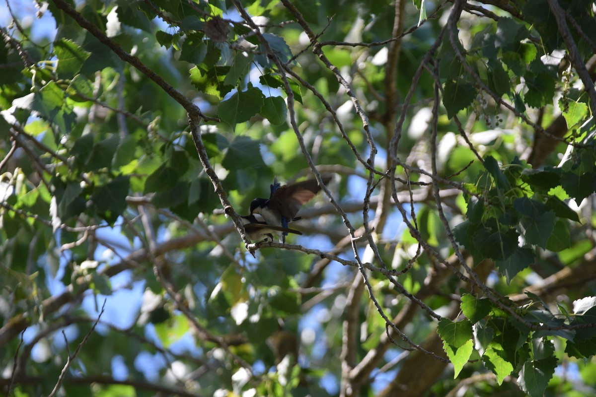 Tree Swallow - ML100001611