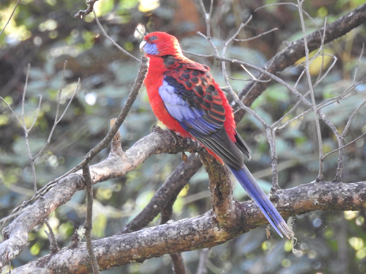 Crimson Rosella - ML100001631