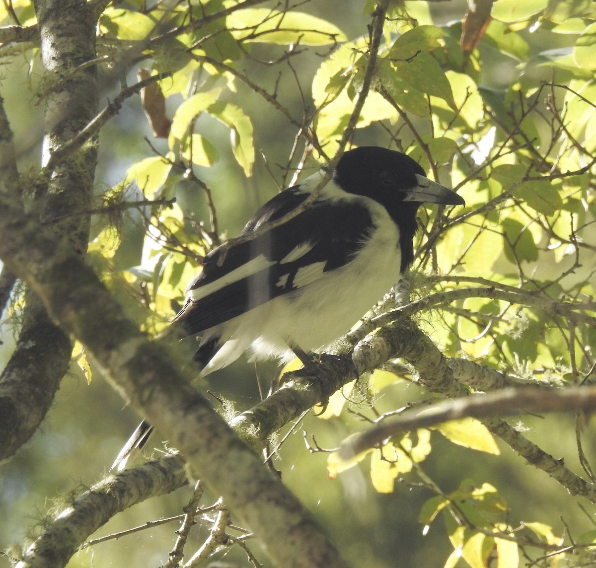 Pied Butcherbird - ML100001781