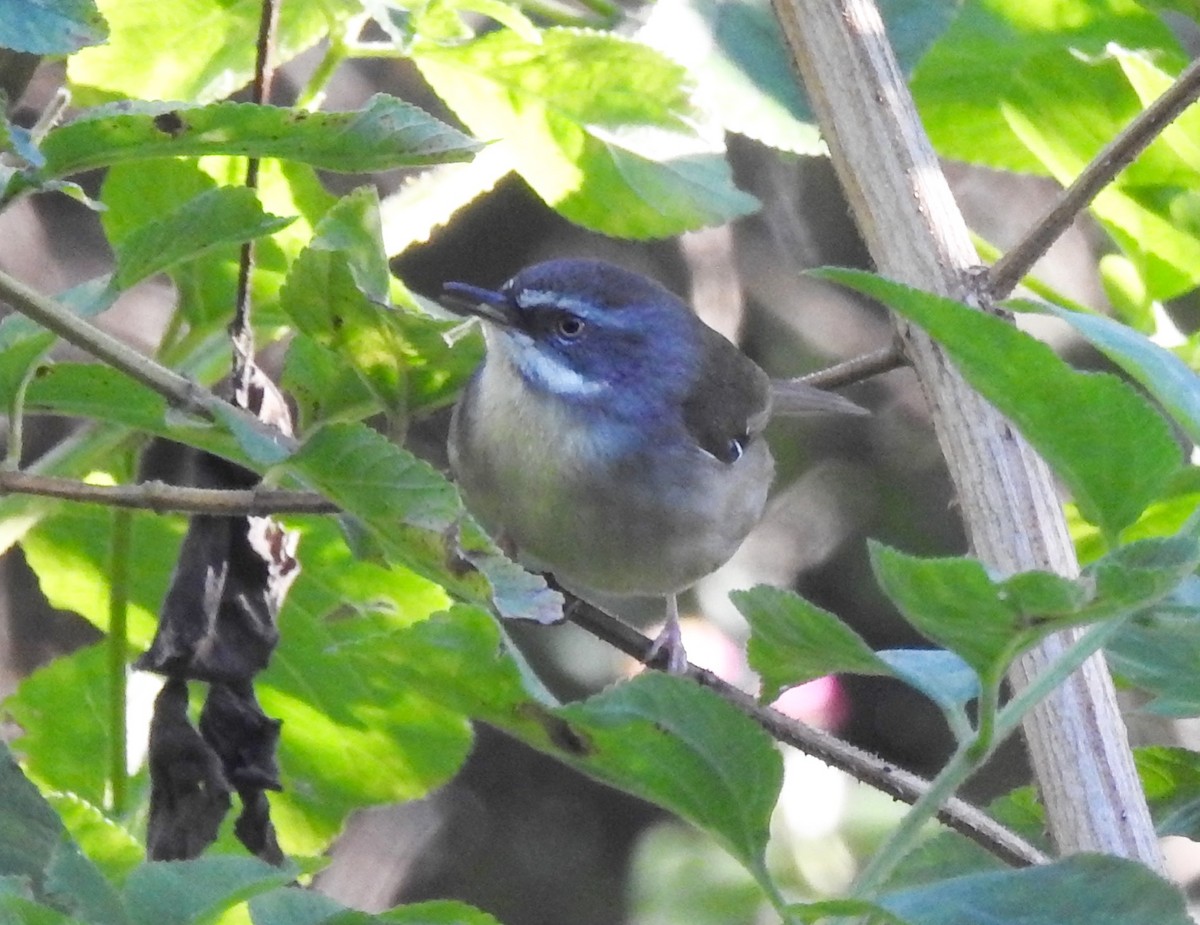 Weißbrauensericornis - ML100002101