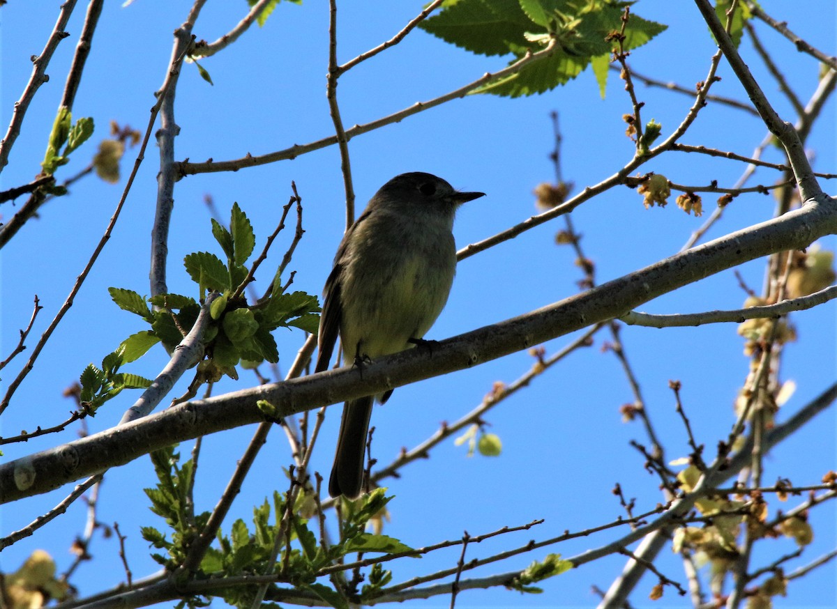 Dusky Flycatcher - ML100002241