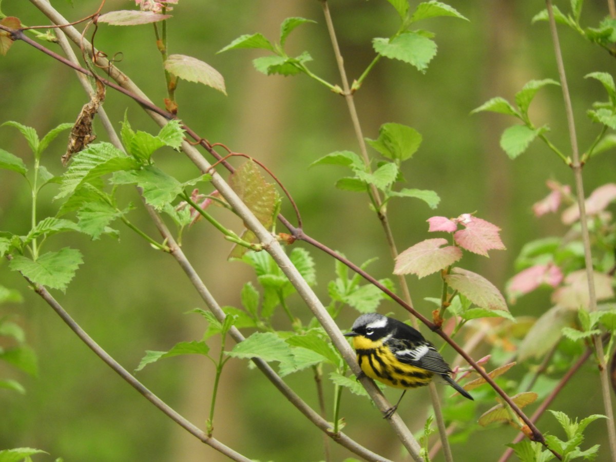 Magnolia Warbler - ML100004461