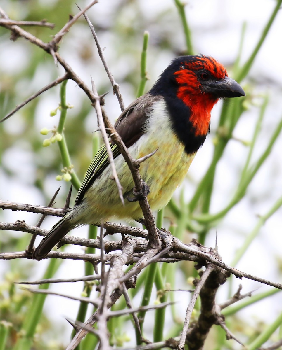 Black-collared Barbet - ML100006571