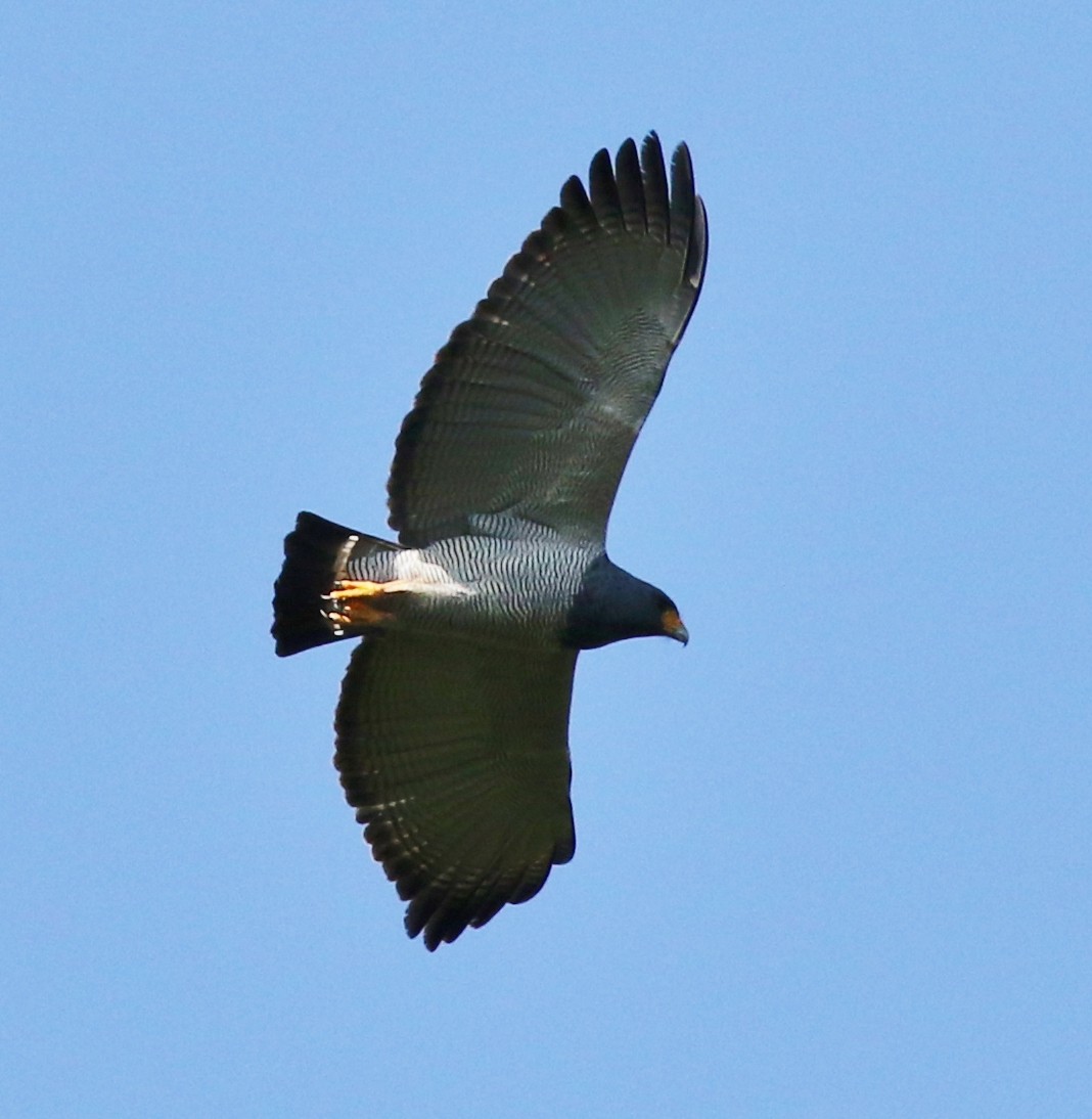 Barred Hawk - ML100006721