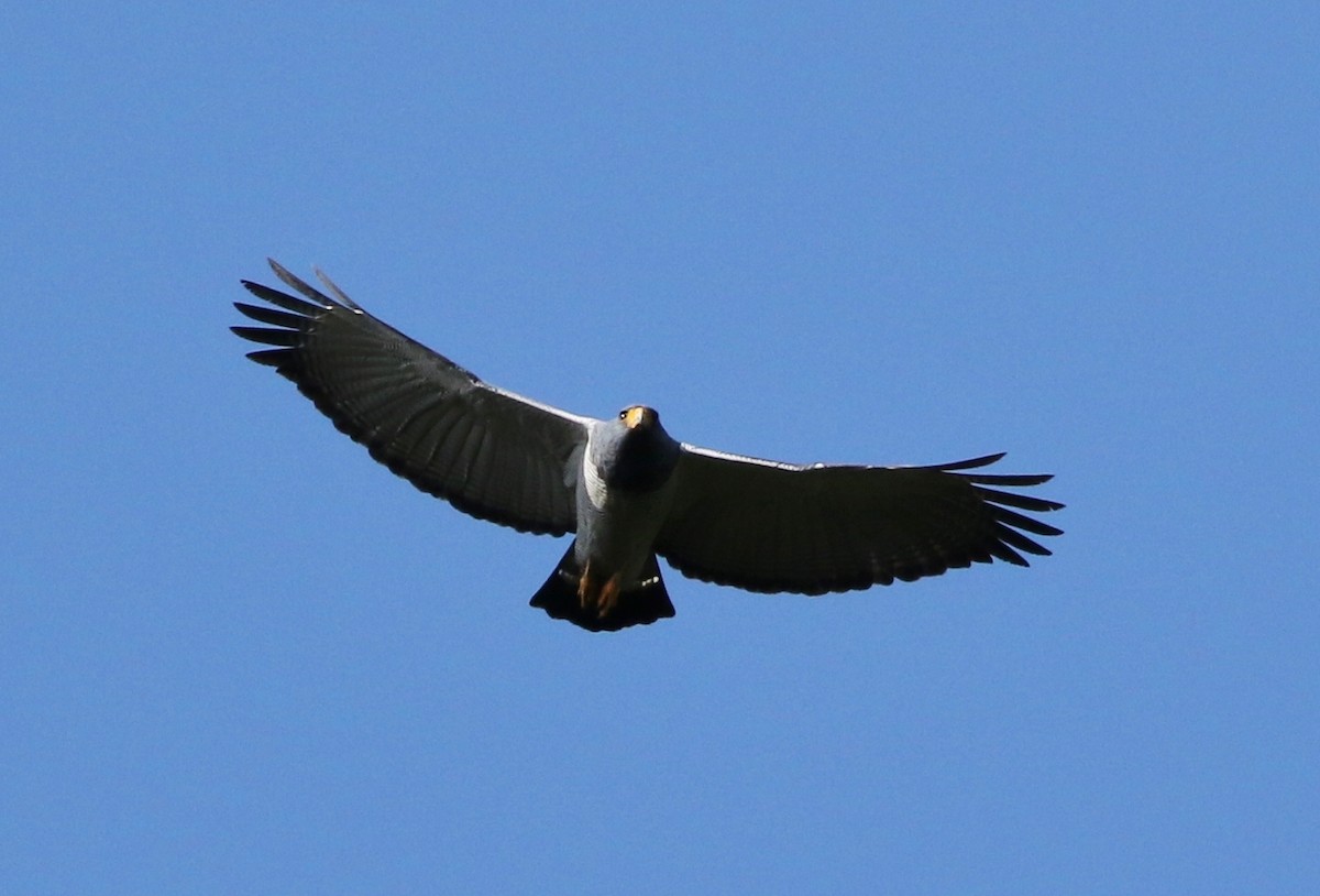 Barred Hawk - ML100006731