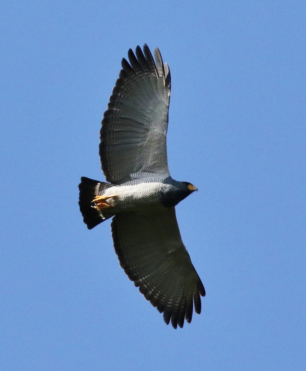 Barred Hawk - ML100006741