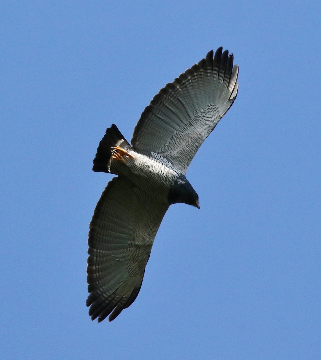 Barred Hawk - ML100006751