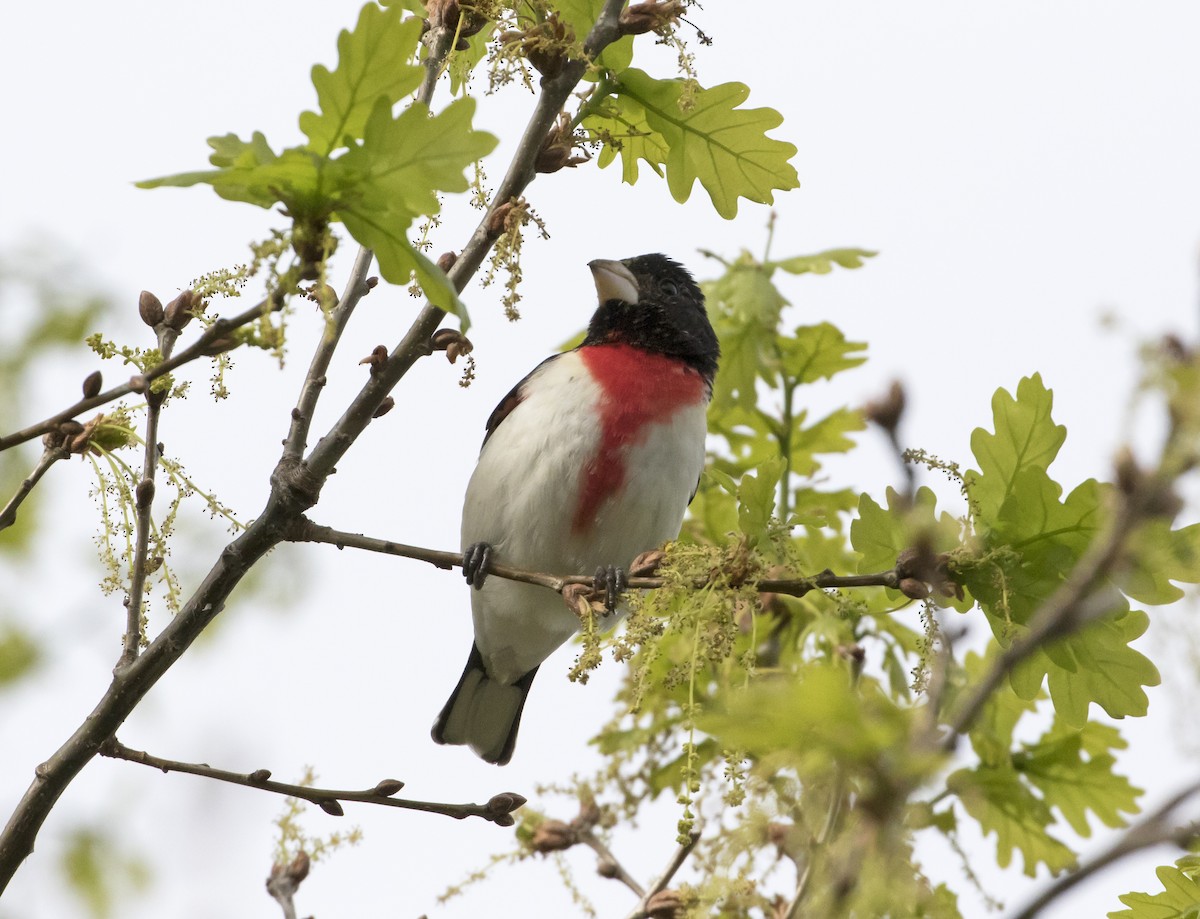 Rose-breasted Grosbeak - ML100006811