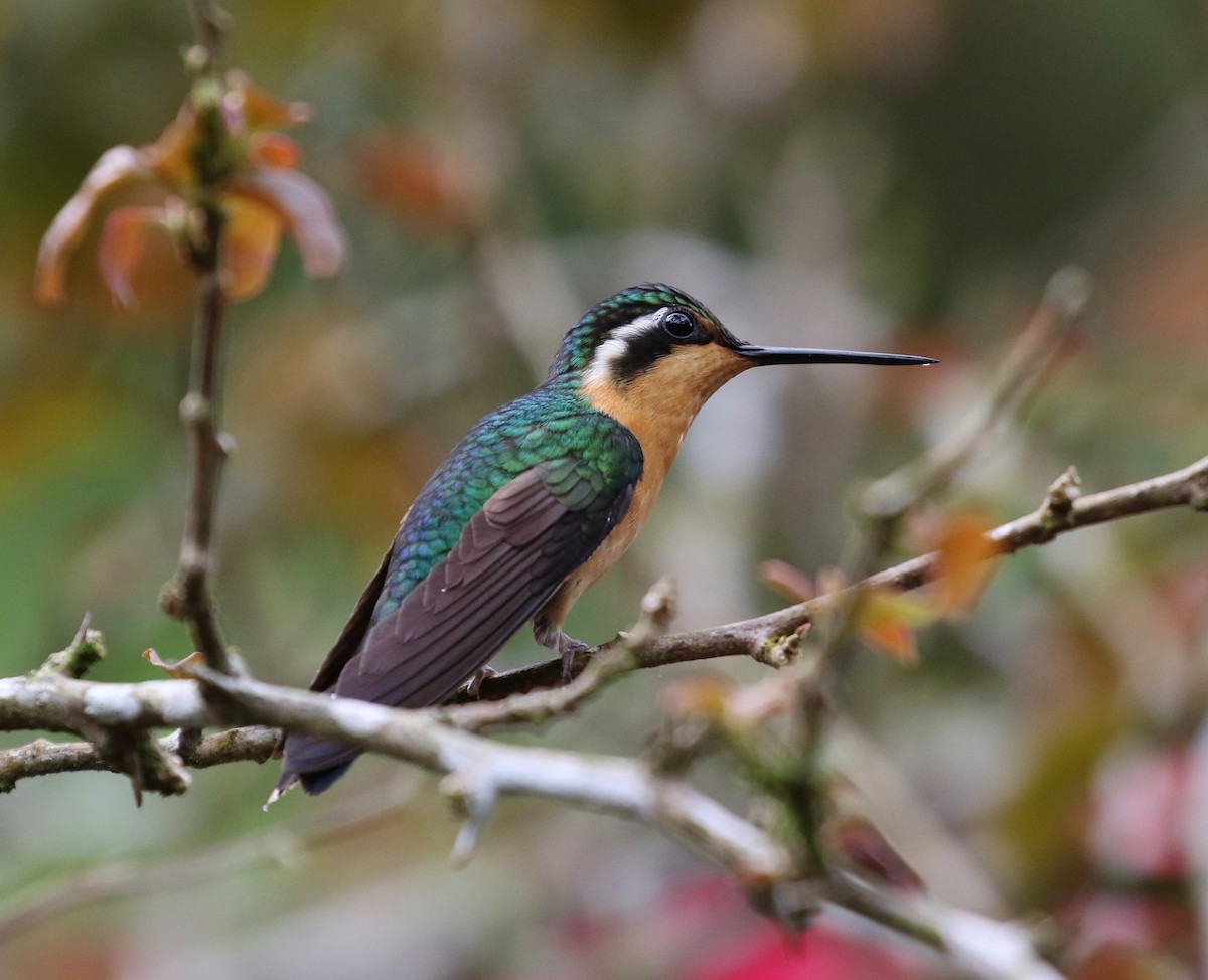 Purple-throated Mountain-gem - ML100007151