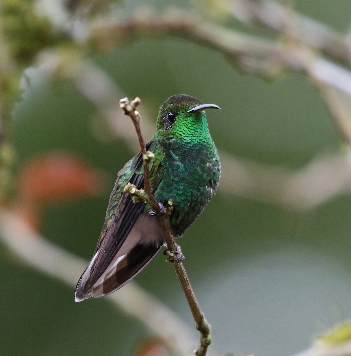 Coppery-headed Emerald - ML100007381