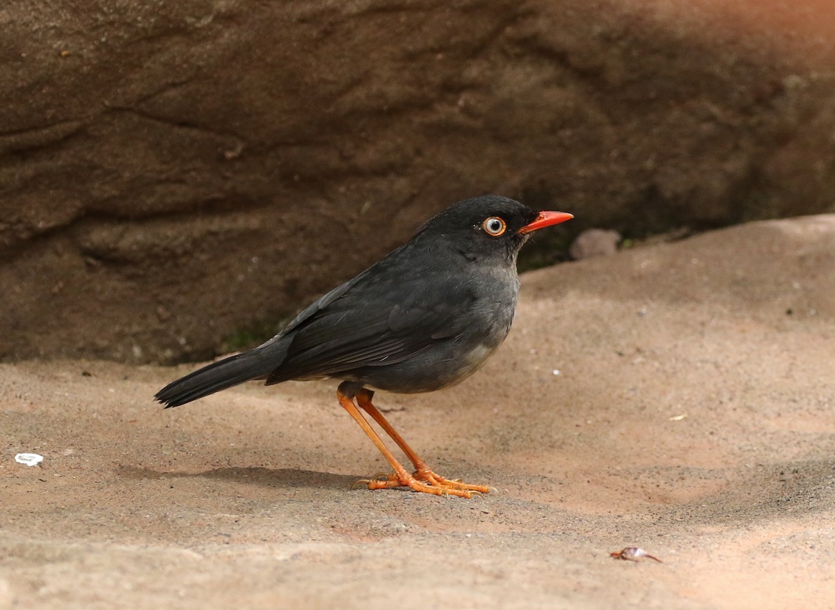 Slaty-backed Nightingale-Thrush - Tom Benson