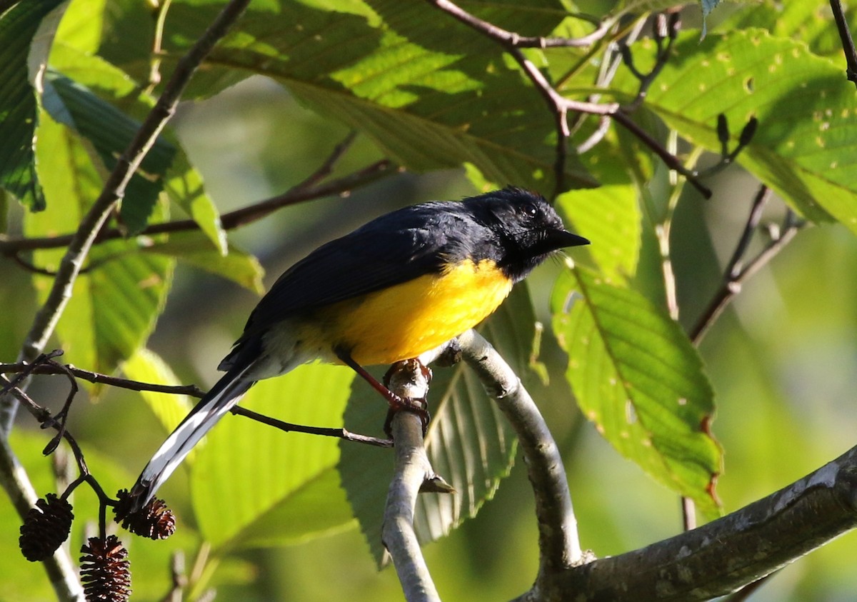 Slate-throated Redstart - ML100008081