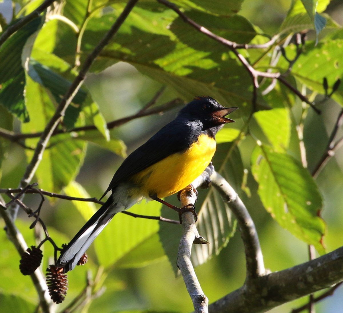 Slate-throated Redstart - ML100008091