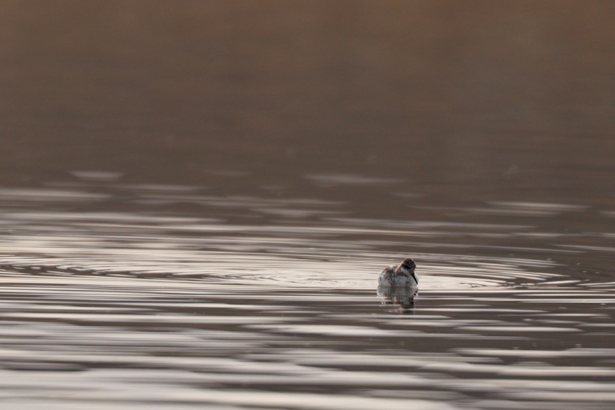 Phalarope à bec étroit - ML100010641