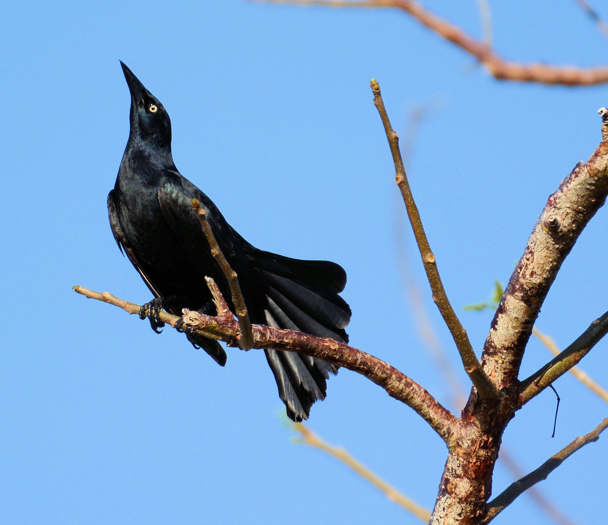 Greater Antillean Grackle - Kenneth Butler