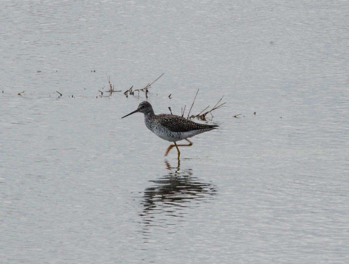 Greater Yellowlegs - ML100017041