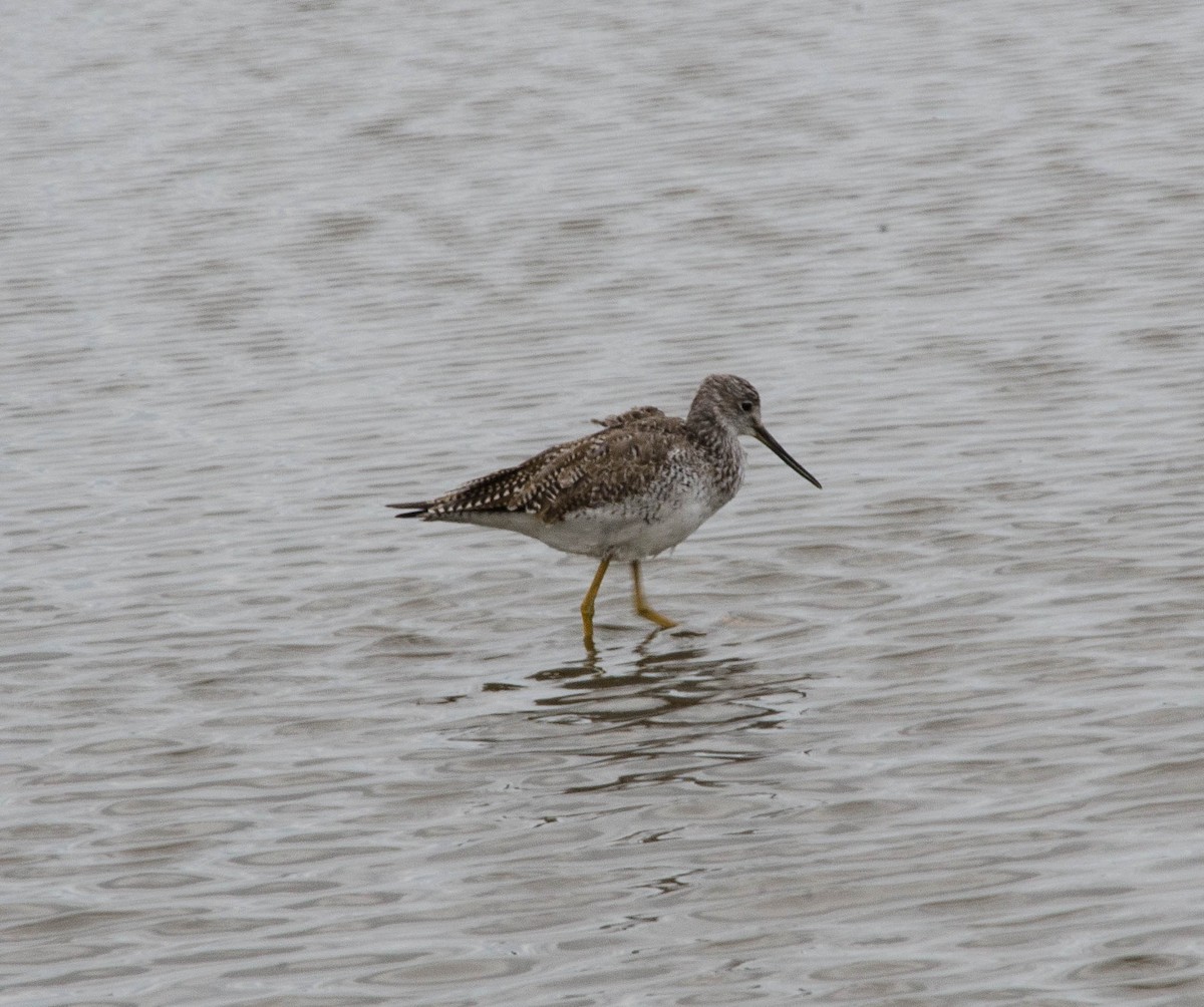 Greater Yellowlegs - ML100017051