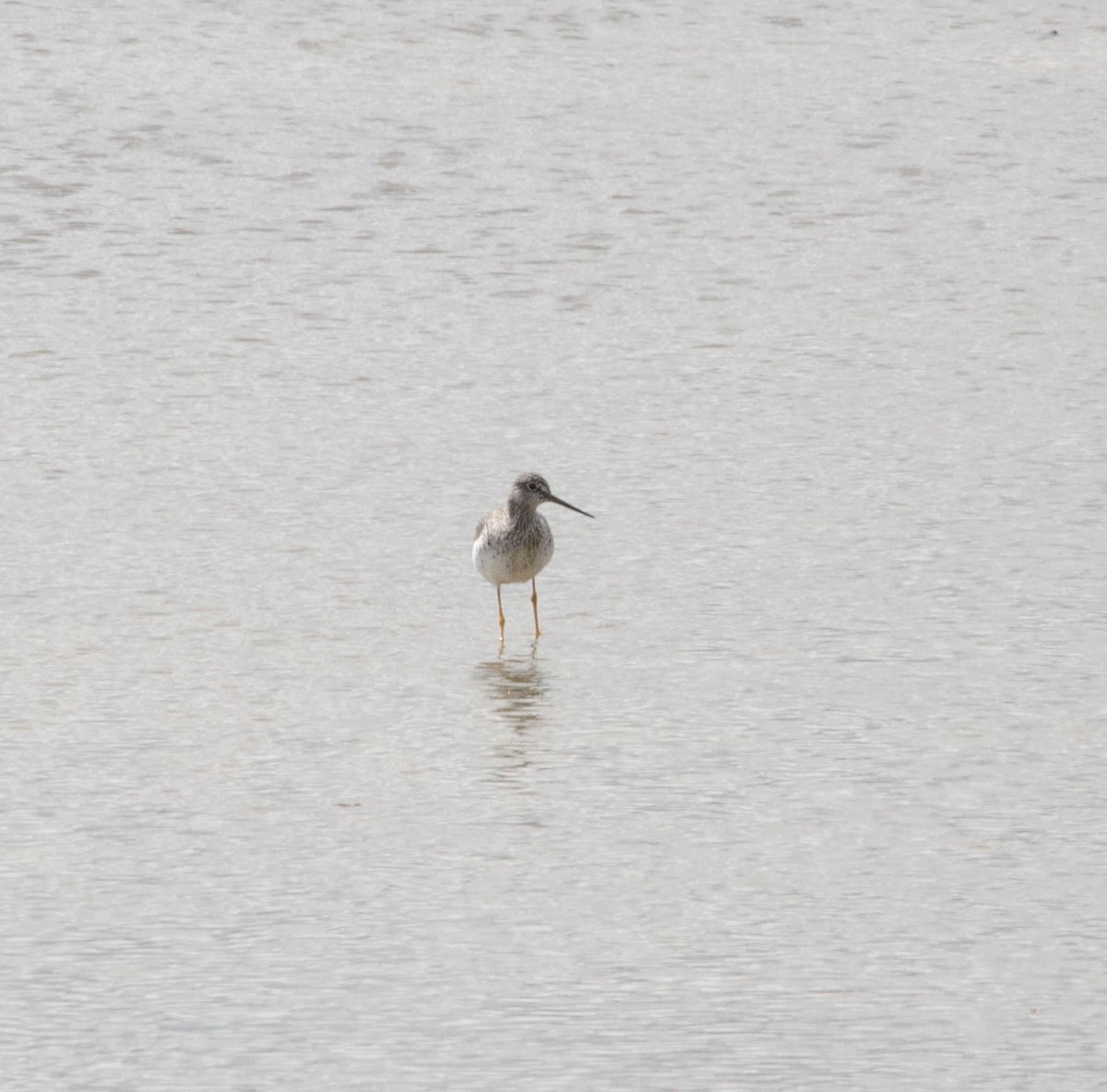 Greater Yellowlegs - ML100017131