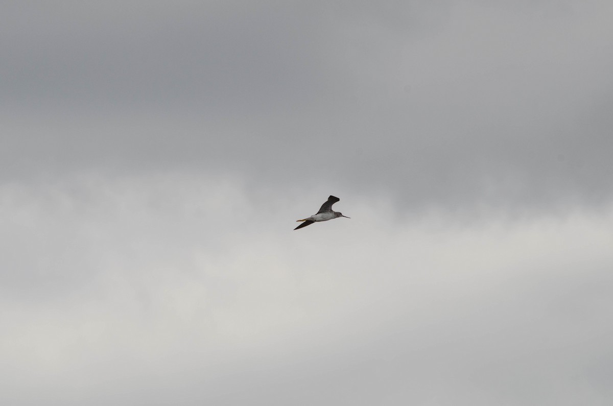 Greater Yellowlegs - ML100017141