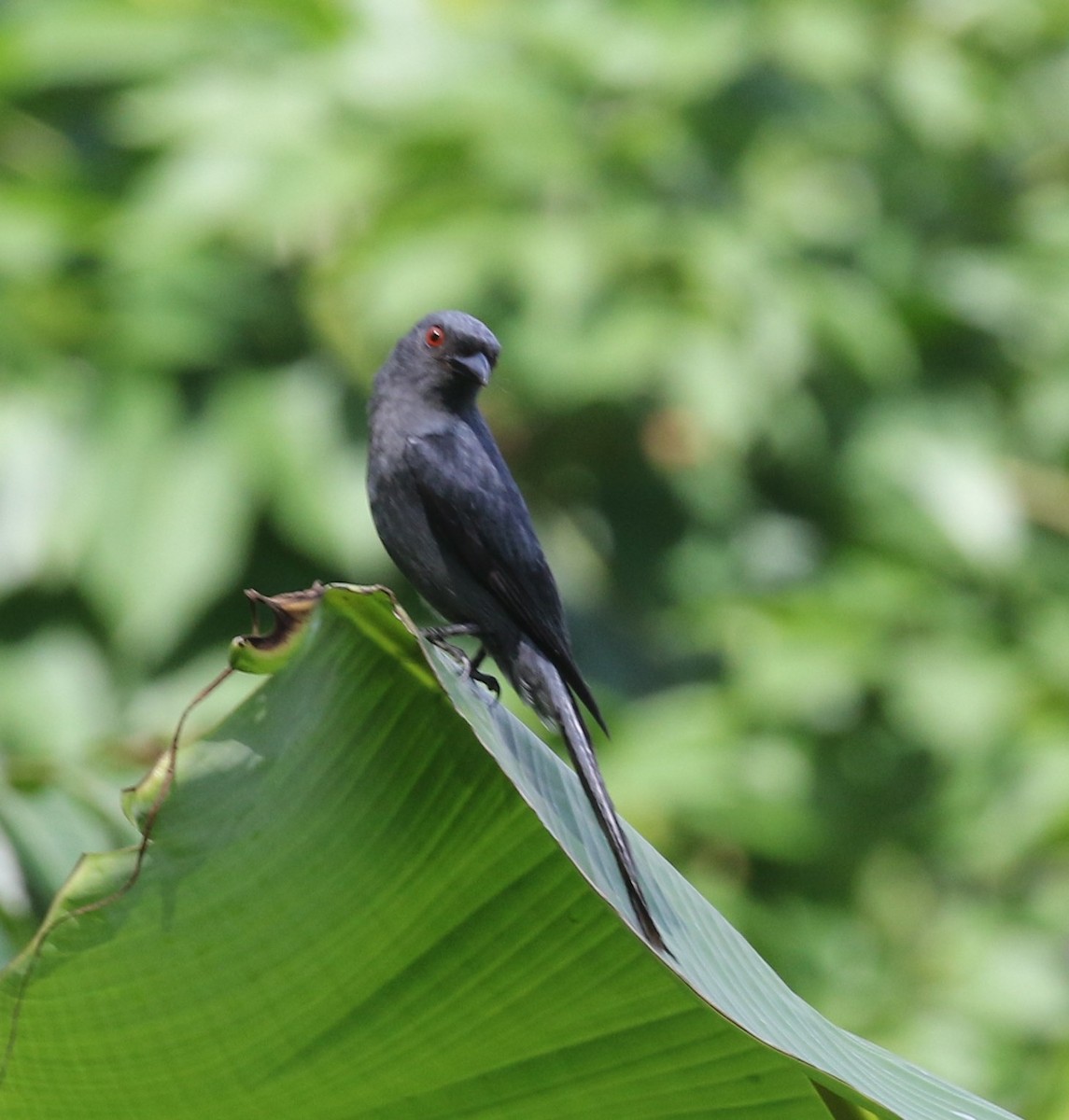 Ashy Drongo - Bruce  Purdy