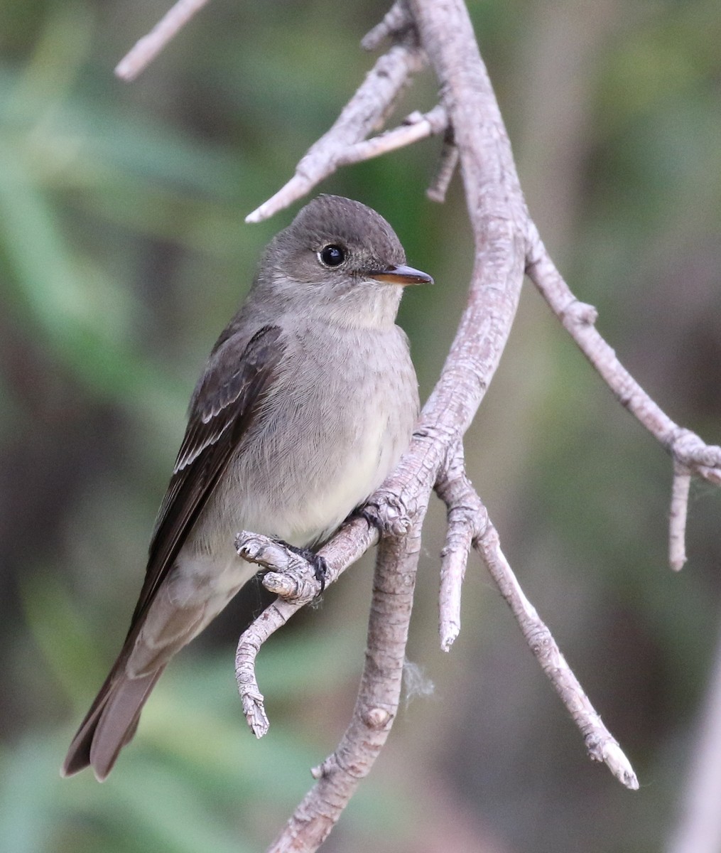 Western Wood-Pewee - Matthew Grube