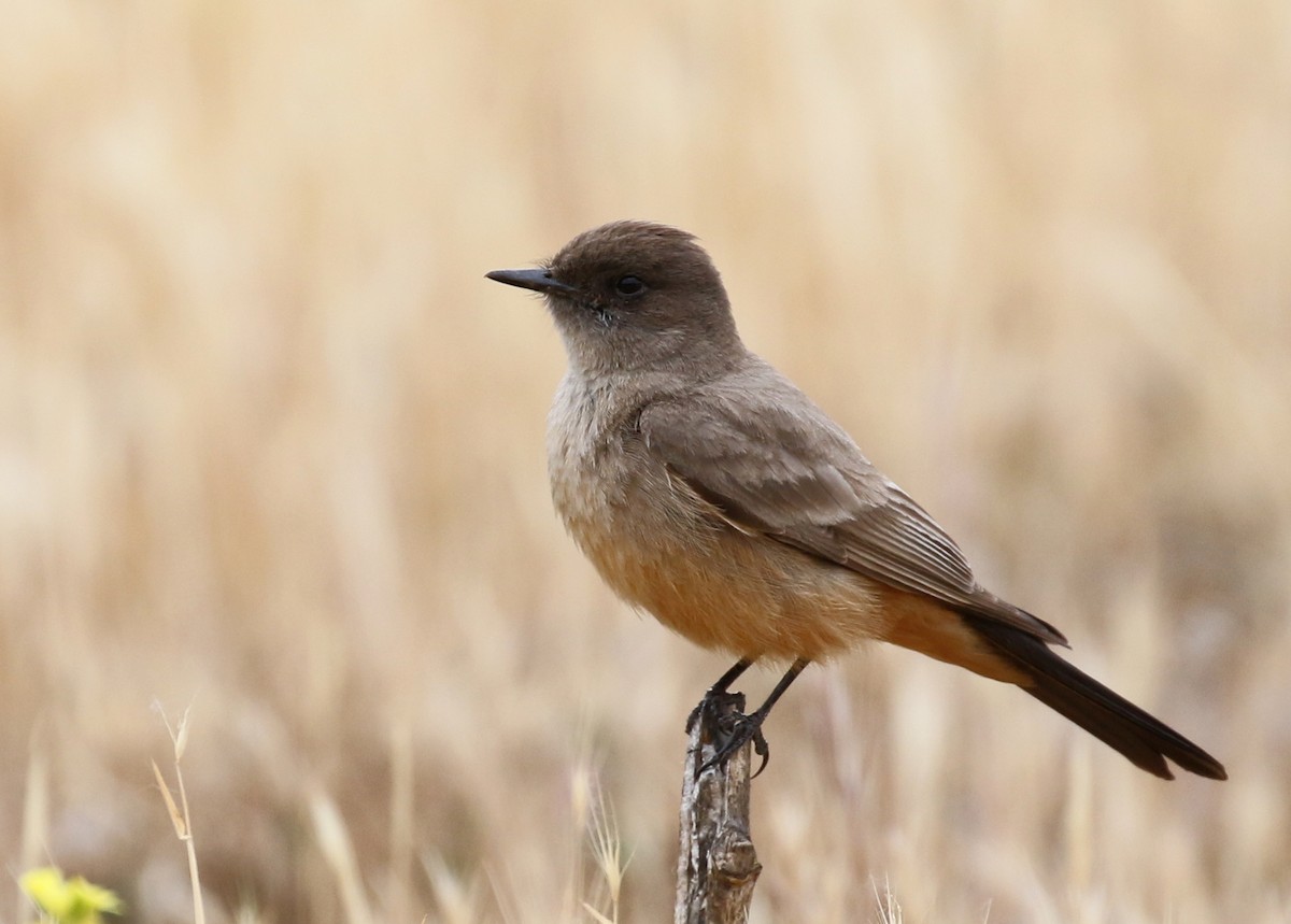 Say's Phoebe - Matthew Grube