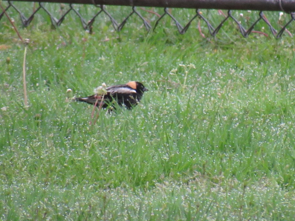 bobolink - ML100018151