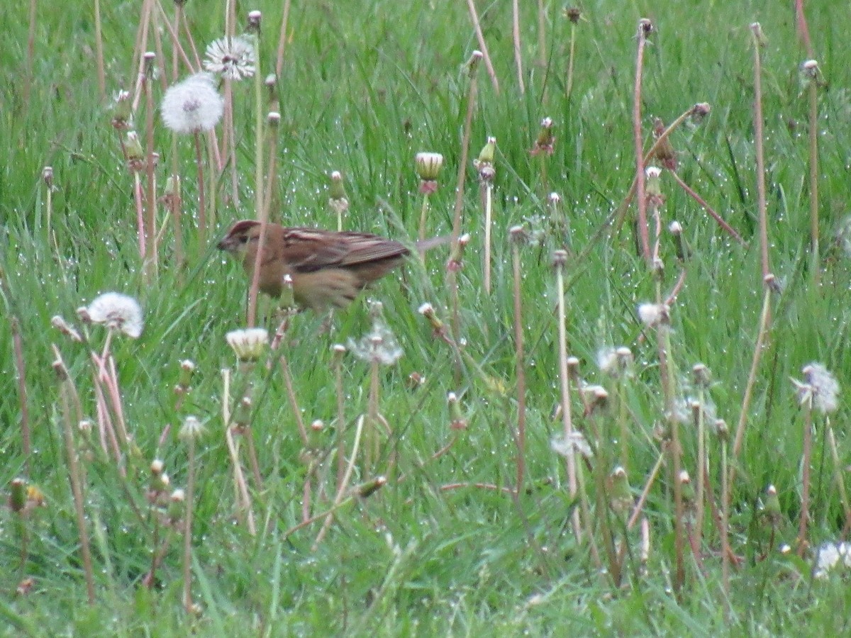 bobolink - ML100018241