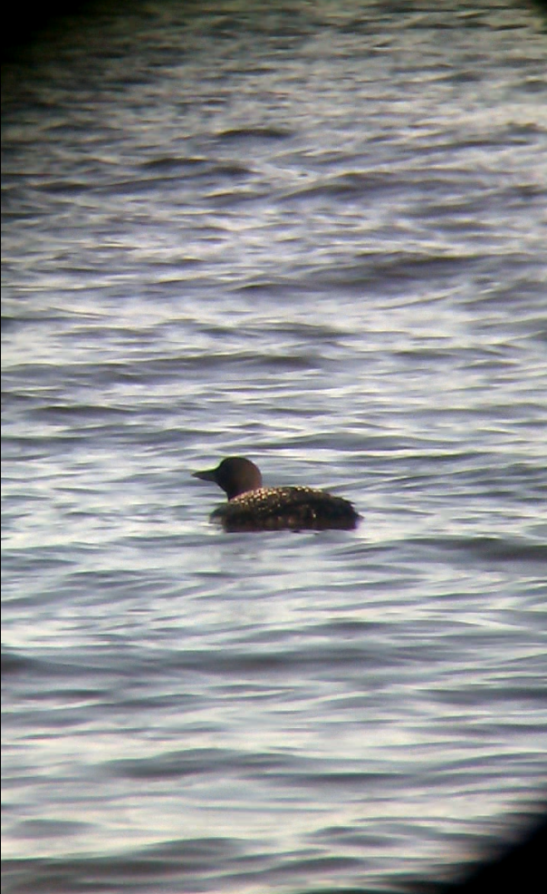 Common Loon - ML100019361