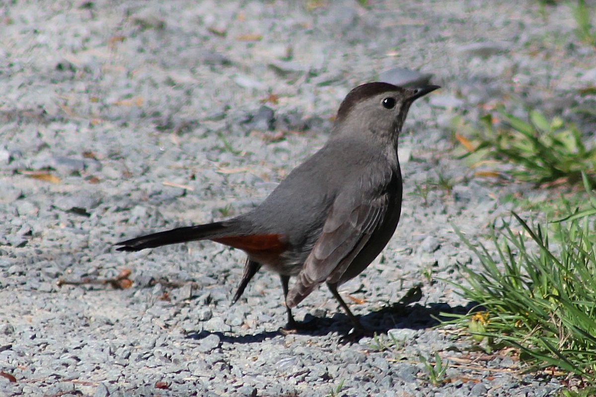 Pájaro Gato Gris - ML100020751