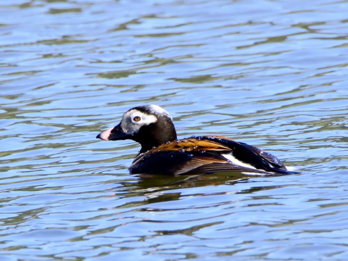 Long-tailed Duck - Robert Morin