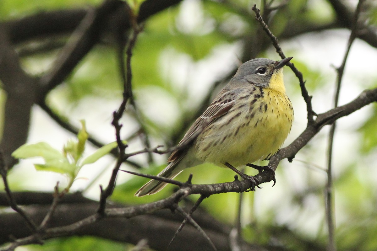 Kirtland's Warbler - Sander Willems